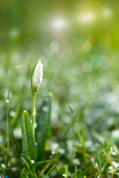 Glittrig snowdrop blomma — Stockfoto