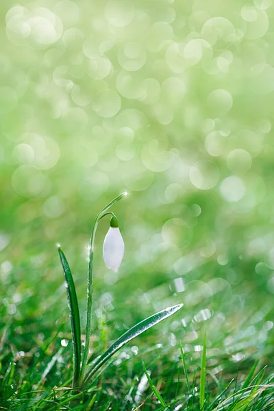 闪闪发光的雪花莲的花 — 图库照片