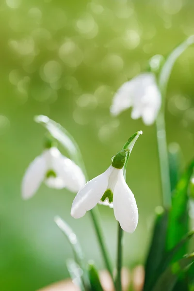 Sparkly λευκόιο λουλούδι — Φωτογραφία Αρχείου