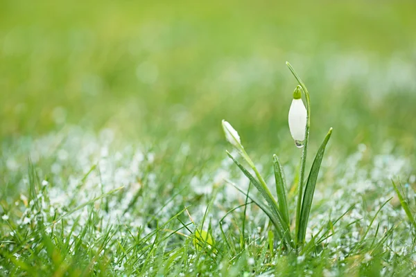 Świecący snowdrop kwiat — Zdjęcie stockowe