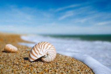 Nautilus kabuğu