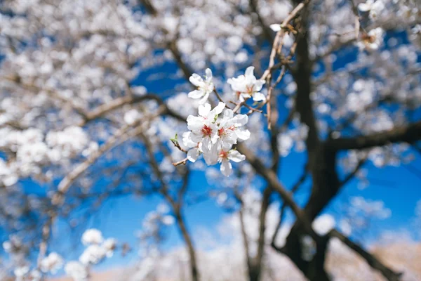 Almond tree flowers blossom — Stock Photo, Image