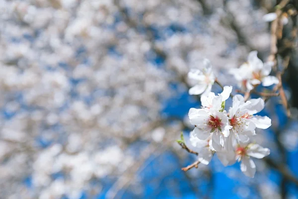 Almond tree flowers blossom — Stock Photo, Image