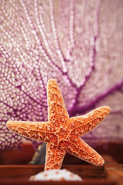 海の星のコレクション — ストック写真