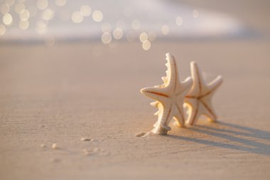 iki deniz yıldızı