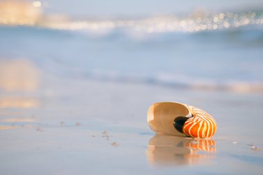 Nautilus shel