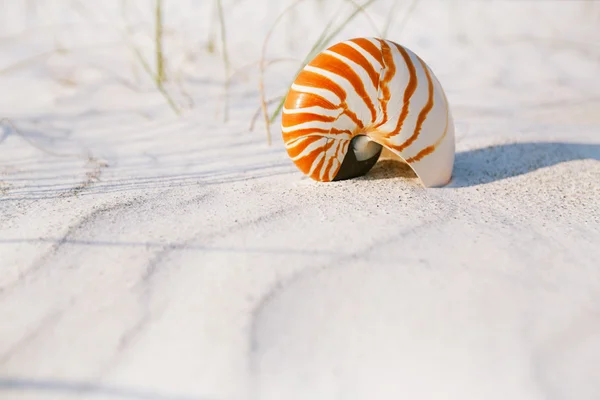 Cáscara de Nautilus —  Fotos de Stock