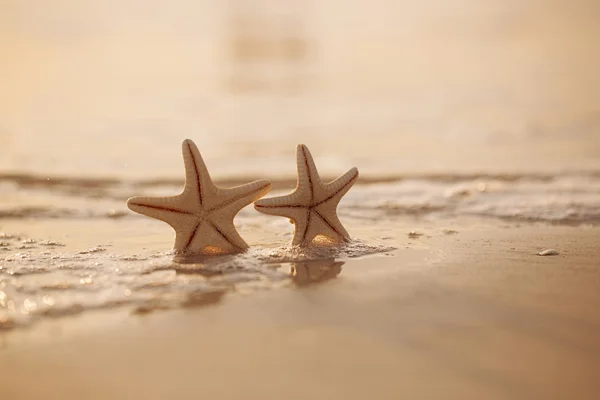 Duas estrelas do mar — Fotografia de Stock