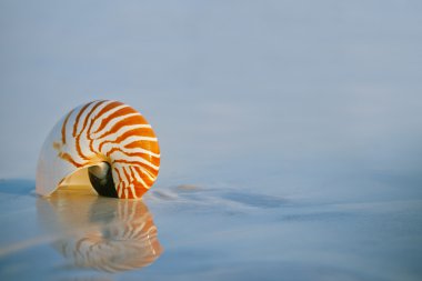 Nautilus shel clipart