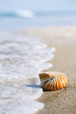 Nautilus shel