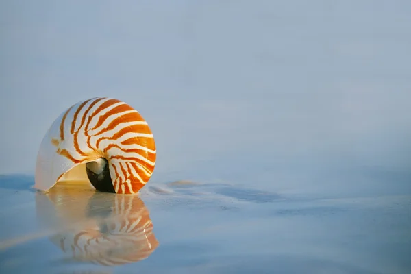 Shel Nautilus — Foto Stock