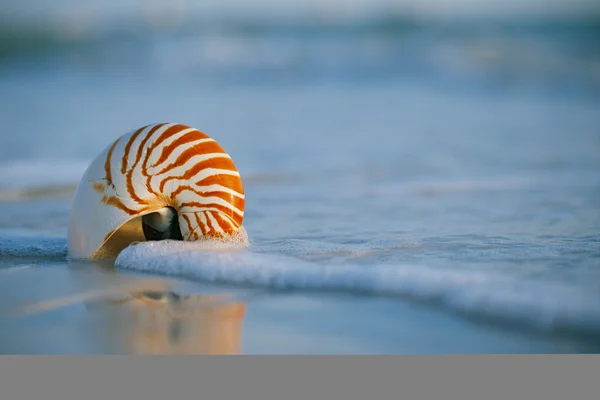 Nautilus kabuğu — Stok fotoğraf