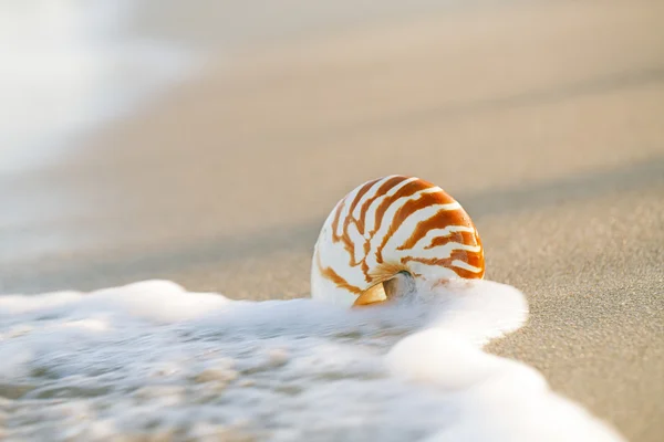 鹦鹉螺的壳 — 图库照片