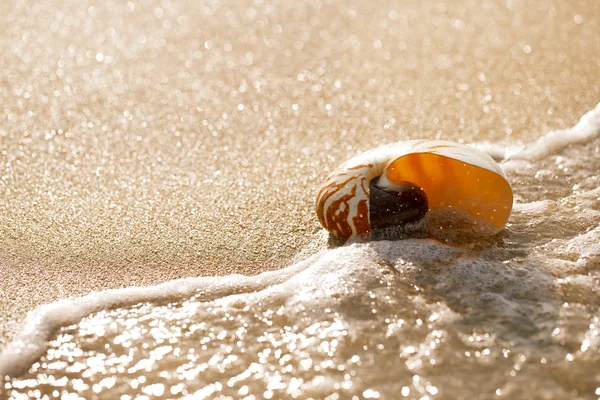 Nautilus shell — Stock Photo, Image