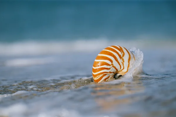 オウムガイの殻 — ストック写真