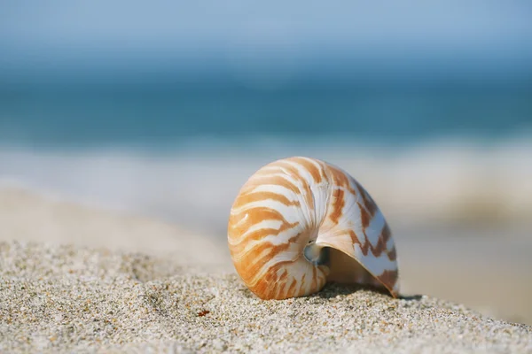 Cáscara de Nautilus —  Fotos de Stock