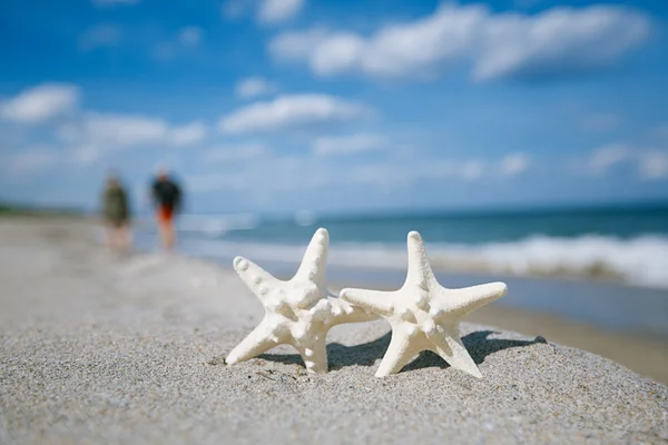 Two starfish — Stock Photo, Image