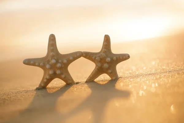Twee starfish — Stockfoto