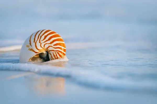 Guscio del Nautilus — Foto Stock