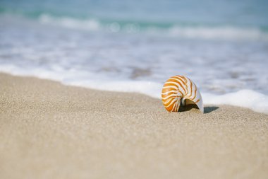 Nautilus kabuğu üzerinde beyaz florida plaj kum güneş ışığı altında