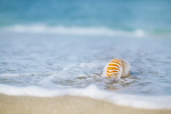 Concha nautilus com onda do mar, praia da Flórida sob o sol ligh — Fotografia de Stock