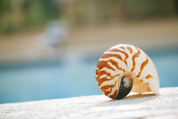 Guscio Nautilus al bordo piscina resort — Foto Stock