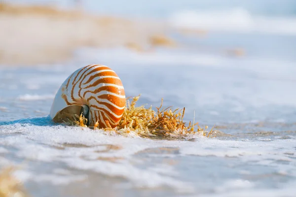 Nautilus shell sobre arena blanca de la playa de Florida bajo la luz del sol —  Fotos de Stock