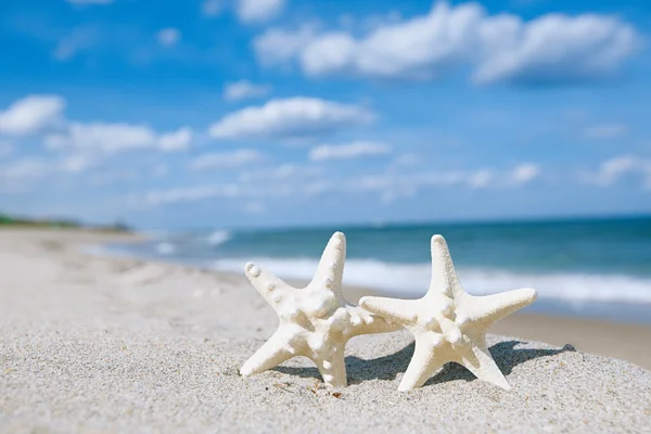 Två sjöstjärna på havet ocean beach i florida, mjuk mild sunrise — Stockfoto