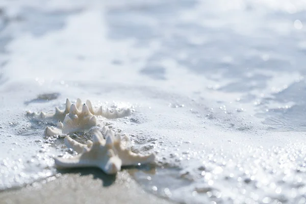 Dwa rozgwiazda na morze ocean beach na Florydzie, — Zdjęcie stockowe