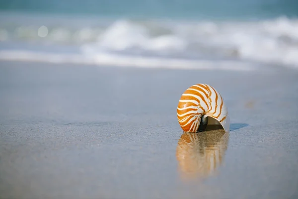 Shell Nautilus na bílý písek pláže Floridy pod světlem slunce — Stock fotografie