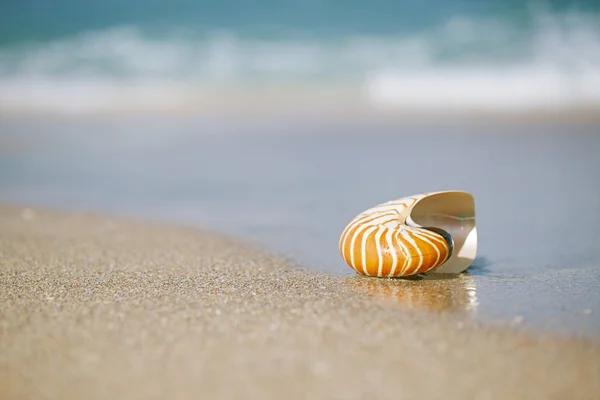 Nautilus kabuğu üzerinde beyaz florida plaj kum güneş ışığı altında — Stok fotoğraf