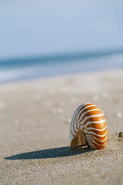 Κοχύλι Ναυτίλος σε λευκή άμμο παραλία Φλώριδα κάτω από το φως του ήλιου — Φωτογραφία Αρχείου