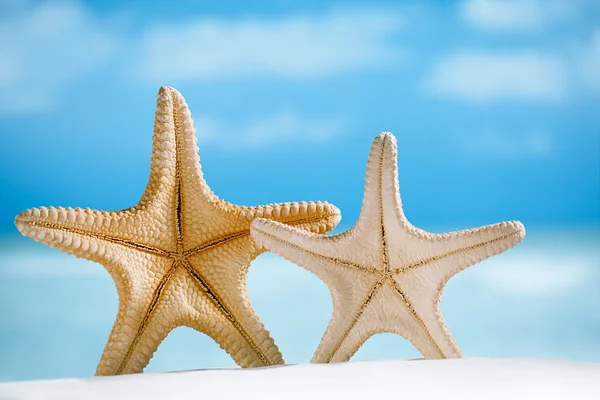 Deepwater rare starfish — Stock Photo, Image