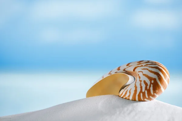 Κοχύλι Ναυτίλος στην άμμο παραλία Φλώριδα — Φωτογραφία Αρχείου
