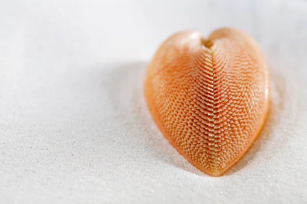 Červené srdce mořské mušle — Stock fotografie