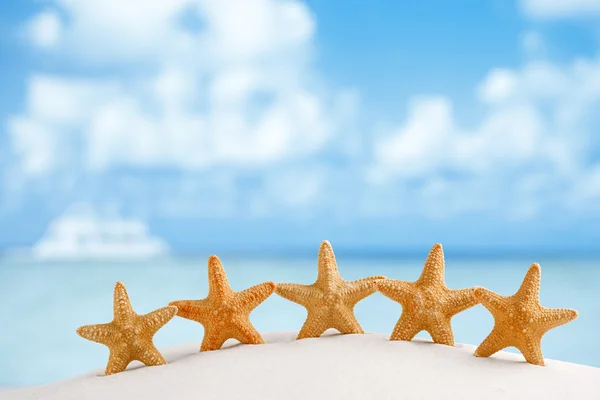 Deepwater rare starfish — Stock Photo, Image