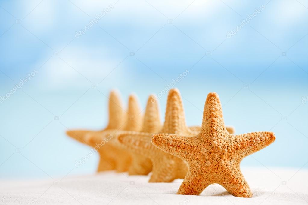 Deepwater rare starfish