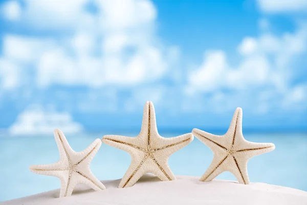 Estrela-do-mar branca com oceano — Fotografia de Stock