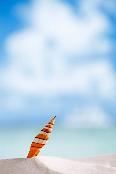 Stripped clown sea shell with ocean — Stock Photo, Image