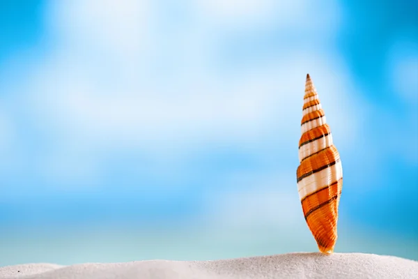 바다와 광대 껍질 제거 — 스톡 사진