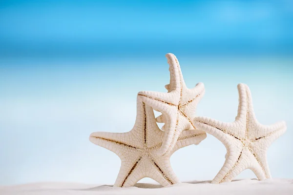 Vit sjöstjärna med havet — Stockfoto
