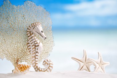 Seahorse ile beyaz deniz yıldızı