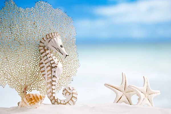 Seahorse met witte starfish — Stockfoto