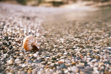 Yunanistan sahilinde deniz dalgaları ve su ile notilus kabuğu