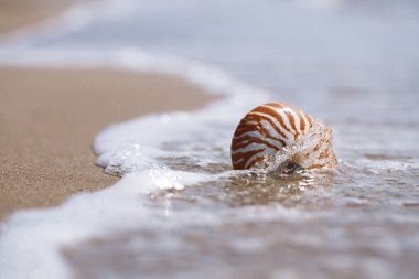 Yunanistan sahilinde deniz dalgaları ve su ile notilus kabuğu