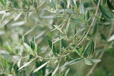 Yunanistan 'ın Rodos Adası' ndaki zeytin ağaçları fidanlığı