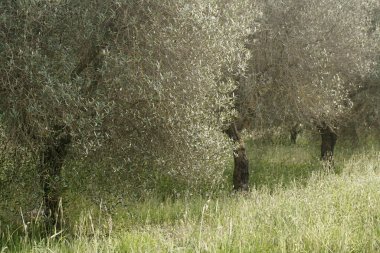 Yunanistan 'ın Rodos Adası' ndaki zeytin ağaçları fidanlığı
