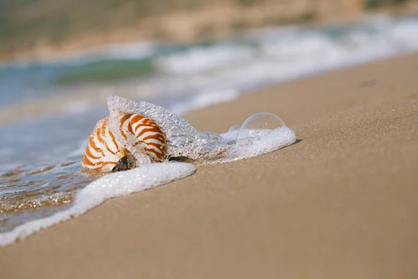 Conchiglia Nautilus Sulla Spiaggia Della Grecia Con Onde Marine Acqua — Foto Stock
