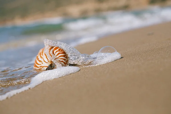 Nautilus Shell Greece Beach Sea Waves Water — Stockfoto