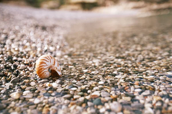 Yunanistan sahilinde deniz dalgaları ve su ile notilus kabuğu